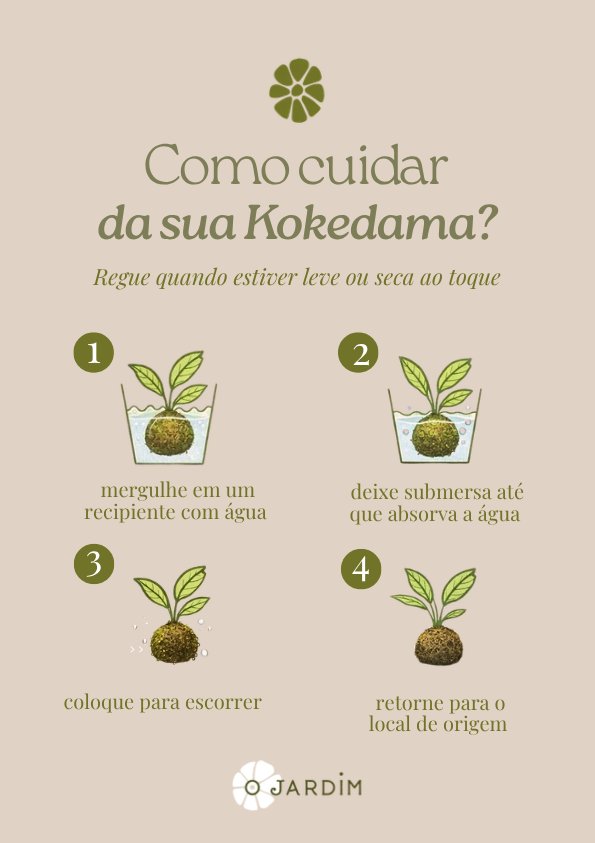 Como cuidar da sua Kokedama
